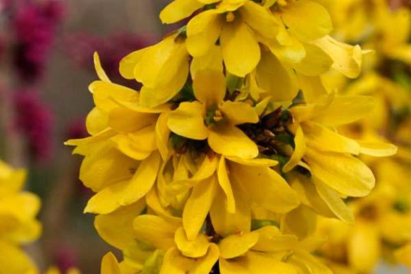 Forsythia Show Off&reg;  Starlet&reg; 3 Gallon