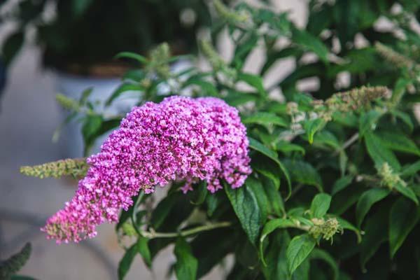 Butterfly Bush Pugster Pink&reg; 3 Gallon