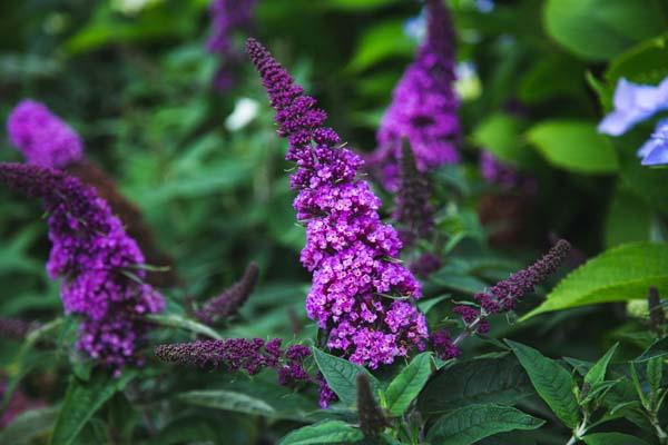 Butterfly Bush Pugster Periwinkle&reg; 3 Gallon