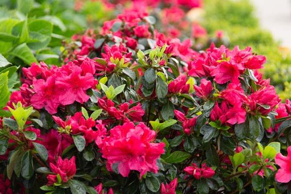 Evergreen Azalea 'Girard's Scarlet' 3 Gallon