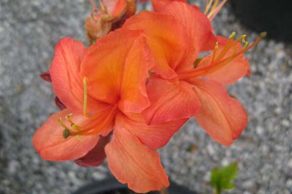 Deciduous Azalea 'Mandarin Lights' 3 Gallon