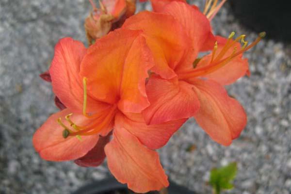 Deciduous Azalea Exbury 'Mandarin Lights' 3 Gallon