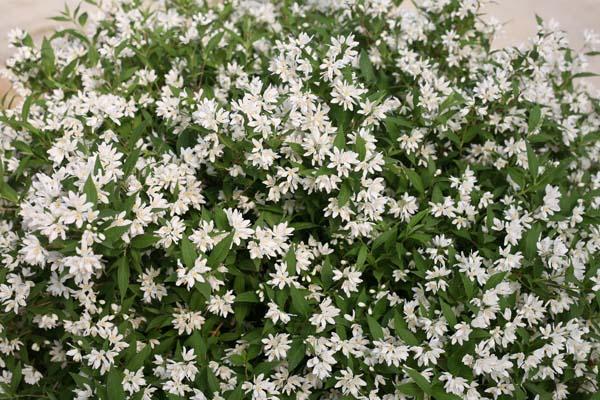 Deutzia 'Yuki Snowflake&reg;' 3 Gallon