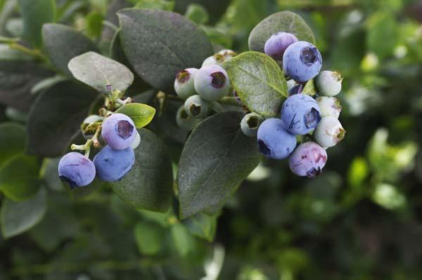 Blueberry 'Elliott' 3 Gallon