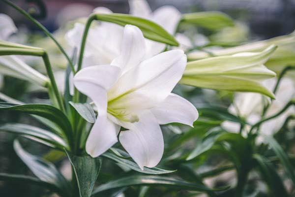 Easter Lily 10 Inch Triple