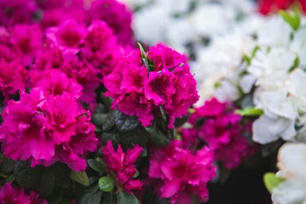 Florist Azalea 'Lavender' 6 Inch