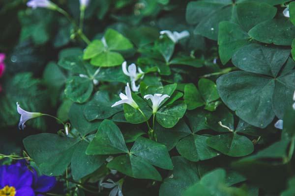 Shamrock Plant 'Green Verde' 4"