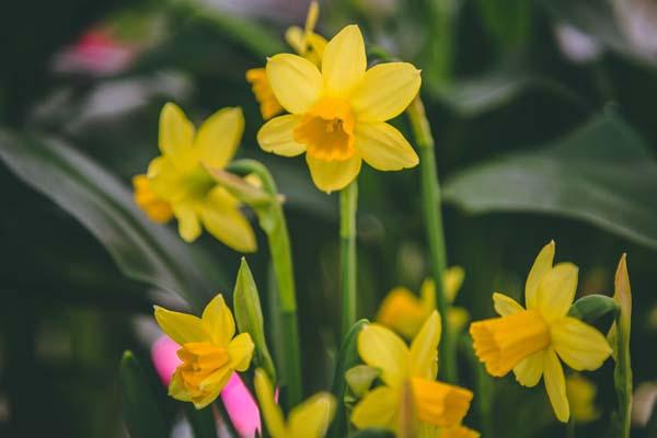 Forced Mini Daffodil 'T&ecirc;te &agrave; T&ecirc;te' 6 Inch