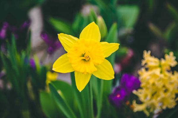 Forced Daffodil 'Yellow' 6 Inch