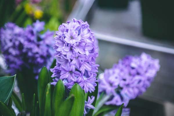 Forced Hyacinth 'Blue' 6 Inch