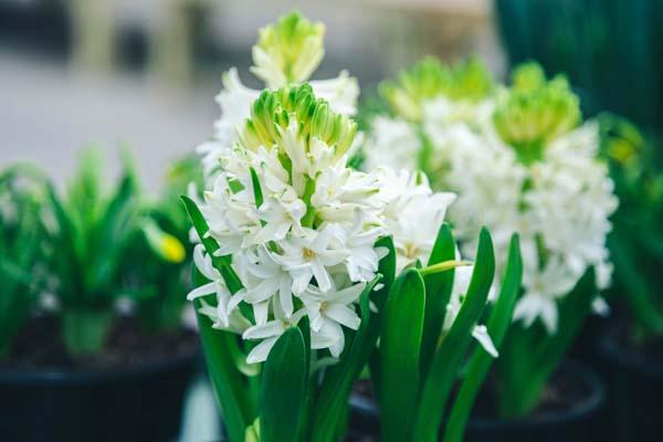 Forced Hyacinth 'White' 6 Inch