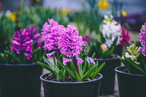 Forced Hyacinth 'Pink' 6 Inch