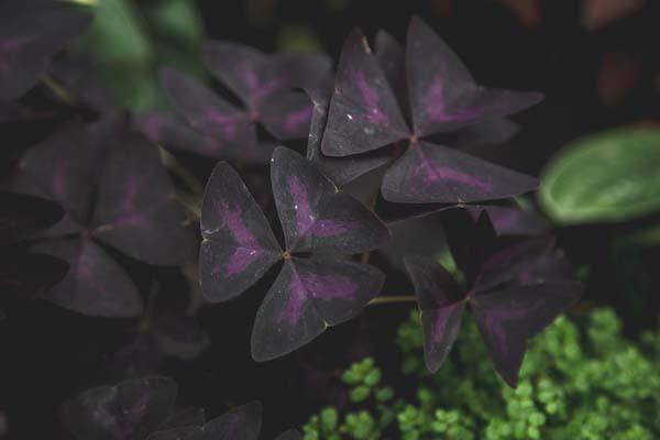 Shamrock Plant 'Pink Triangular' 4 Inch