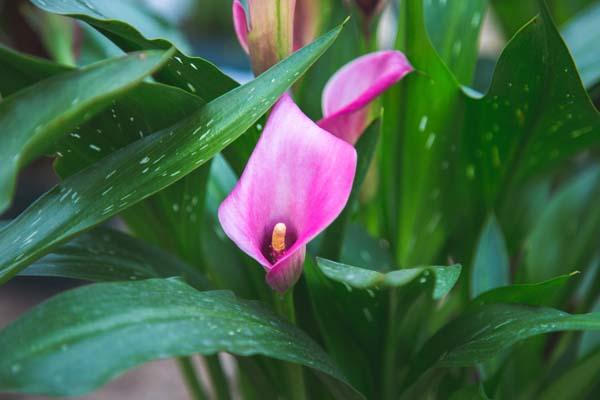 Calla Lily Pink 'Zazu' 6.5 Inch