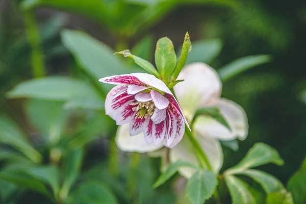 Lenten Rose Wedding Party&reg; 'Confetti Cake' 1 Gallon