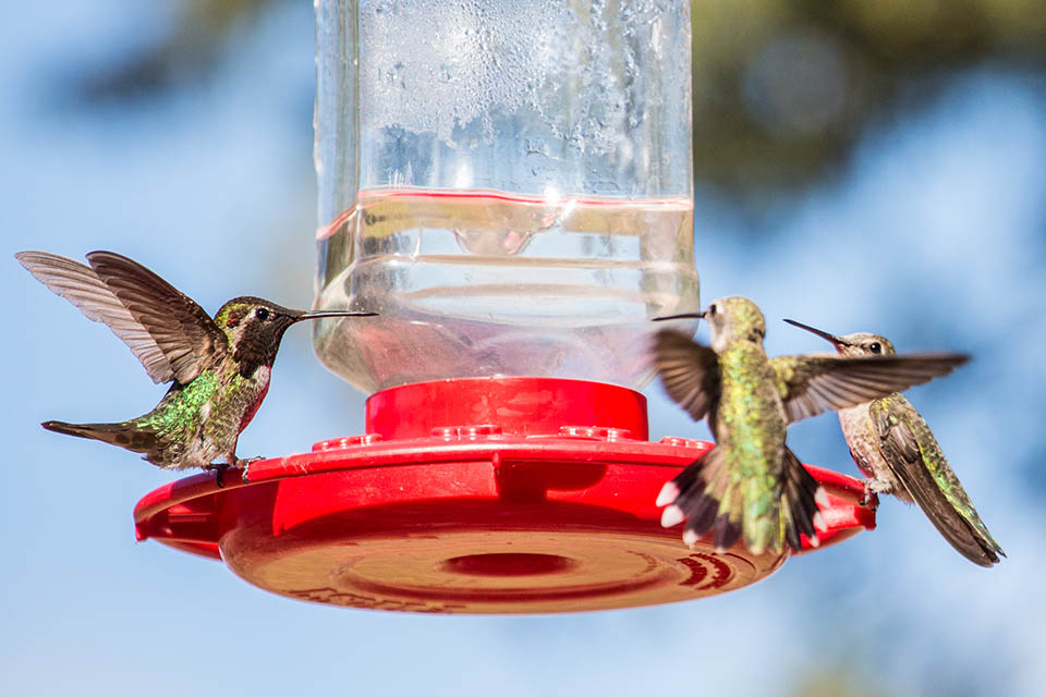 Hummingbird, Butterfly & Oriole Feeders