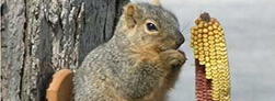Wildlife Feeders