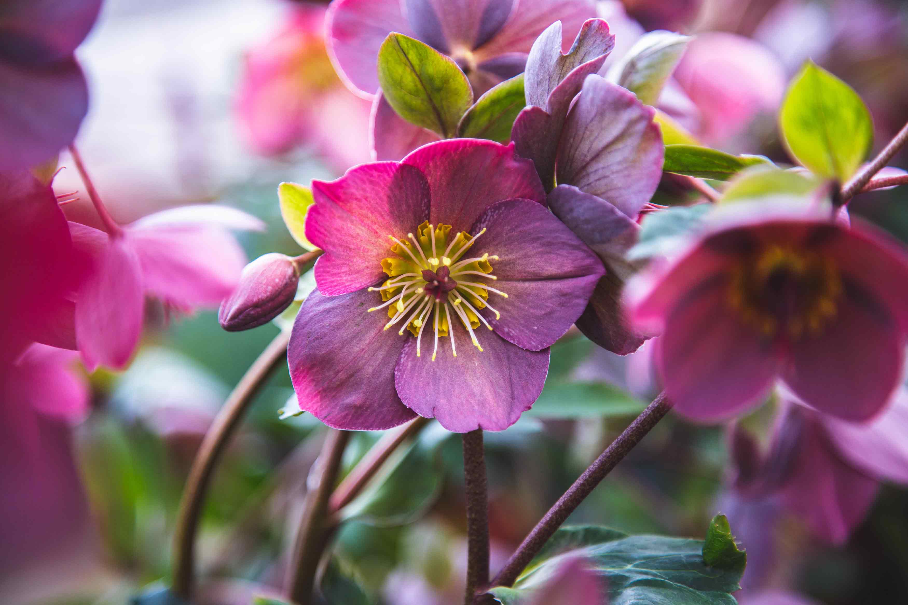 Departments - Lenten Rose HGC® 'Ice N' Roses Rose' 2 Gallon