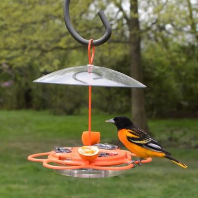 All-In-One Oriole Buffet