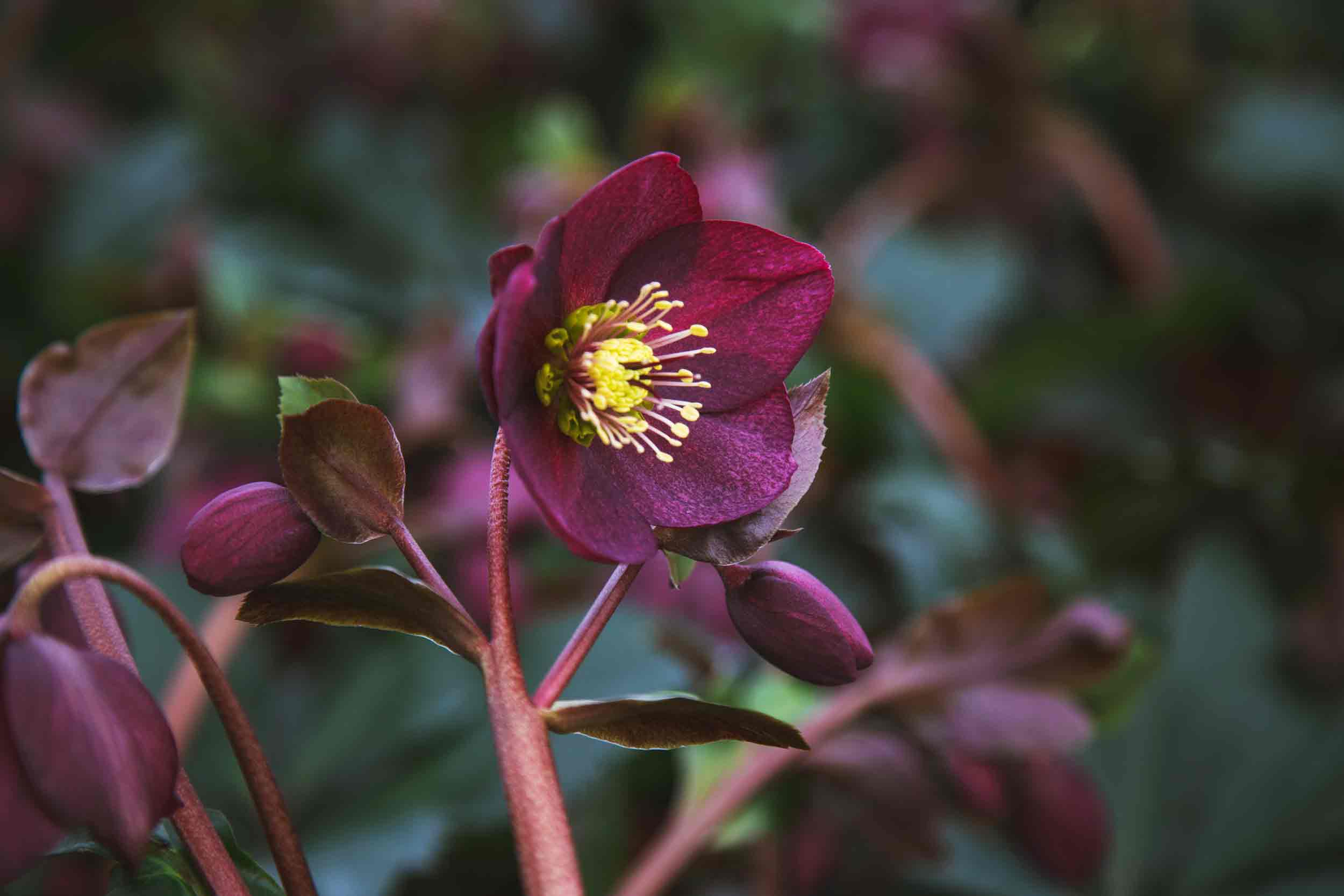 Lenten Rose HGC&reg; Ice N' Roses&reg; Red 2 Gallon