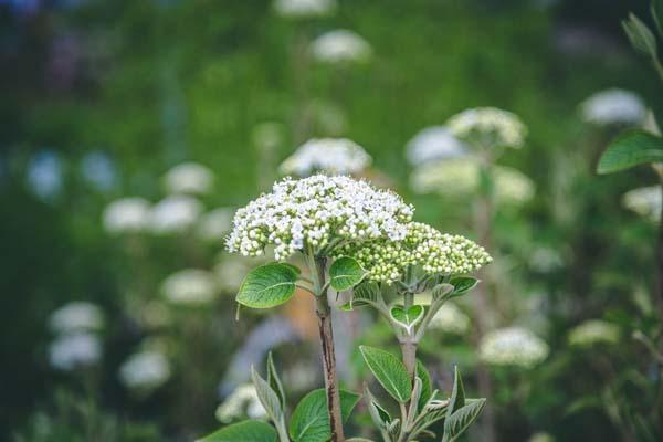 Wayfaring Viburnum 'Mohican' 5 Gallon