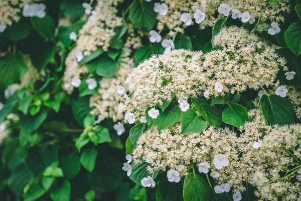 Climbing Hydrangea 3 Gallon