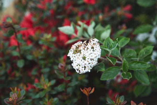 Burkwood Viburnum 'Mohawk' 3 Gallon