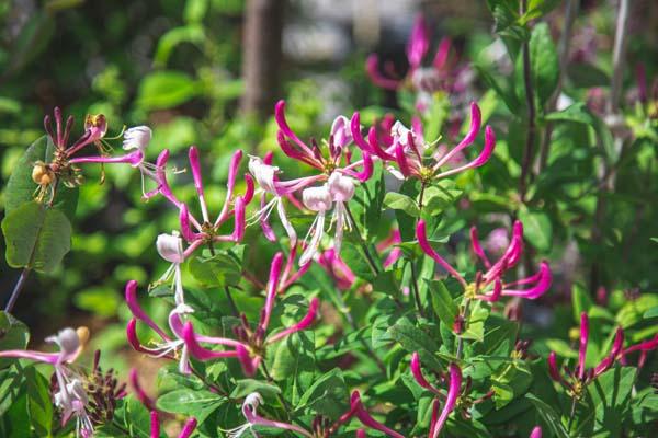 Honeysuckle 'Peaches & Cream' 3 Gallon