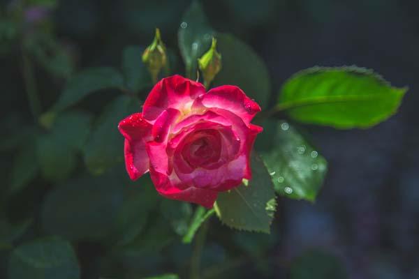 Grandiflora Rose Cherry Parfait&trade; 5 Gallon