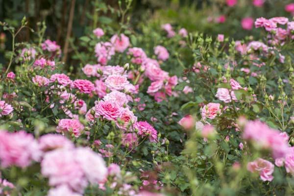 Groundcover Rose Sweet Drift&reg; 2 Gallon