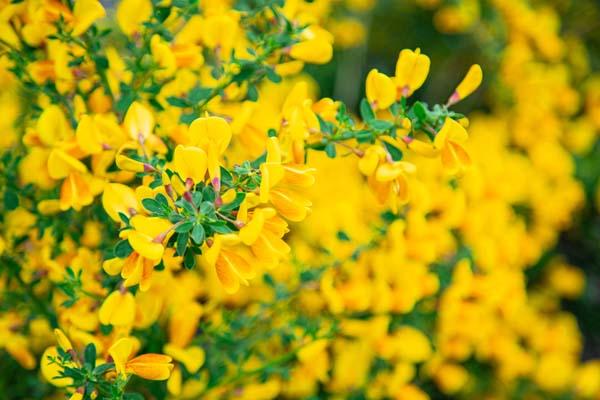 Scotch Broom 'Madame Butterfly' 3 Gallon