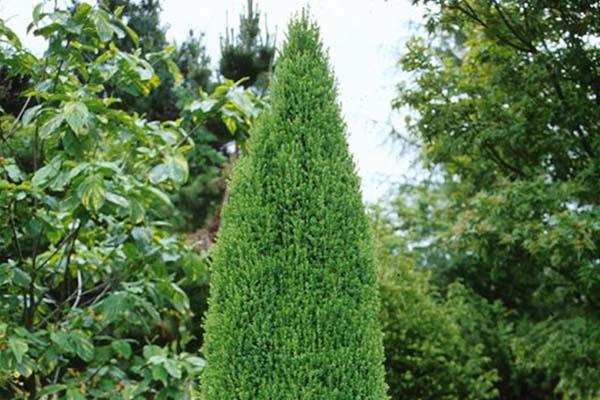 Common Juniper 'Compressa' 3 Gallon