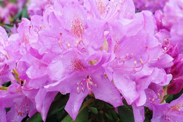 Rhododendron 'Roseum Elegans' 7 Gallon