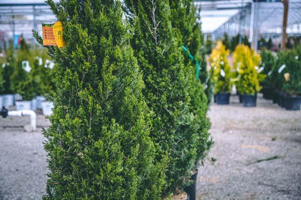 Chinese Juniper 'Spartan' 3 Gallon