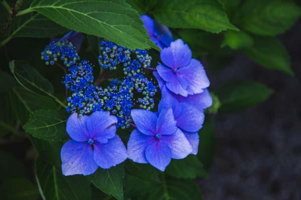 Lacecap Hydrangea 'Blue Cassell' 3 Gallon