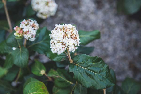 Eastern Snowball Viburnum 3 Gallon