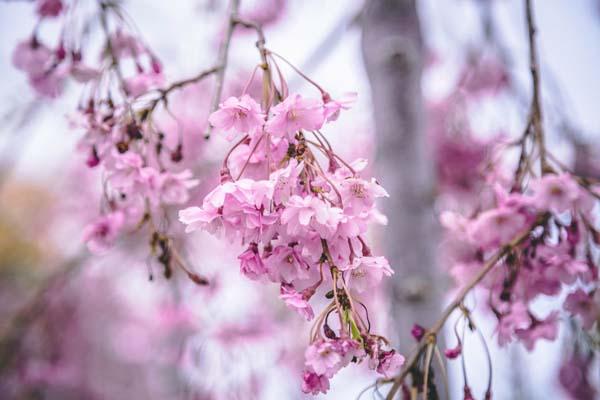 Weeping Cherry 10 Gallon