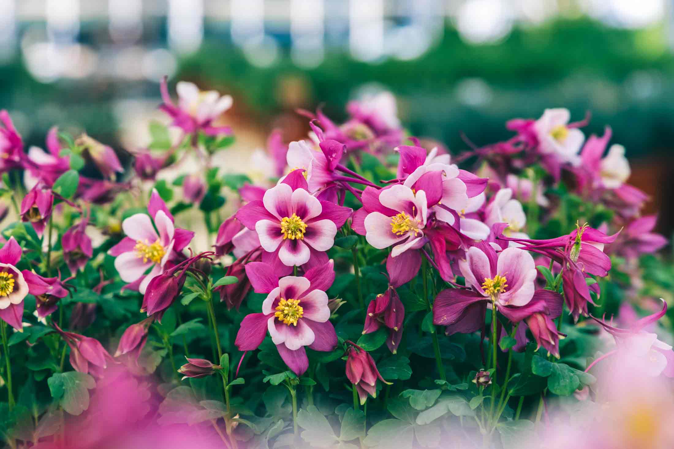 Columbines