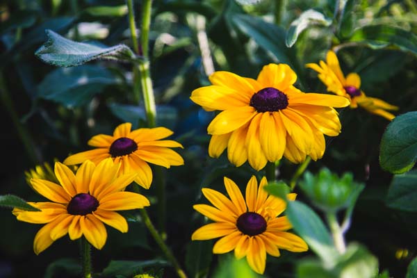 Black Eyed Susans