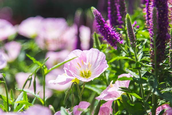 Evening Primrose