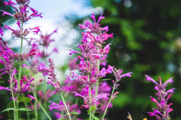 Hummingbird Mints