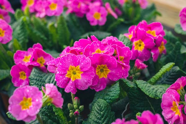 Primroses