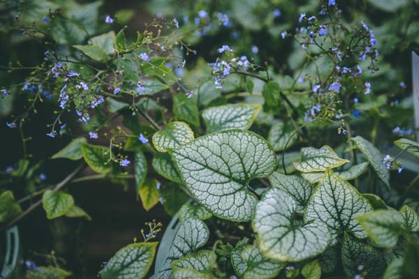 Siberian Bugloss