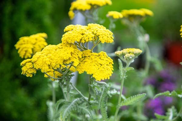 Yarrow 'Moonshine' 2 Gallon