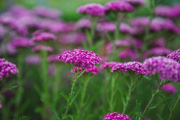 Yarrow 'Saucy Seduction' 2 Gallon