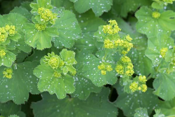 Lady's Mantle 'Thriller' 1 Gallon