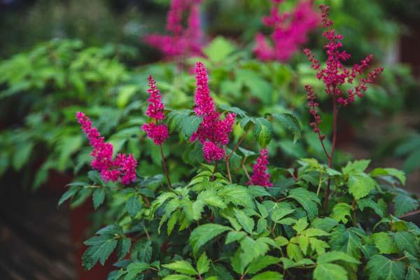 Astilbe 'Fanal' 2 Gallon