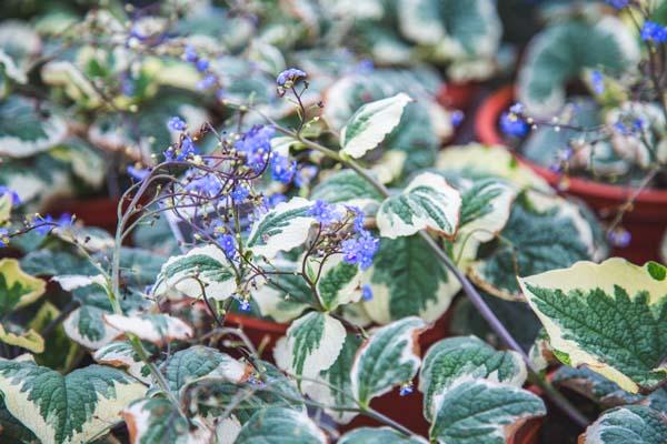 Siberian Bugloss 'Variegata' 2 Gallon