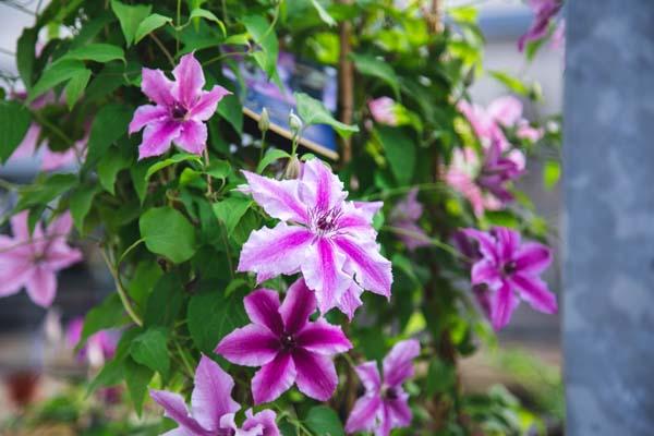 Clematis Cherokee&trade; 2 Gallon