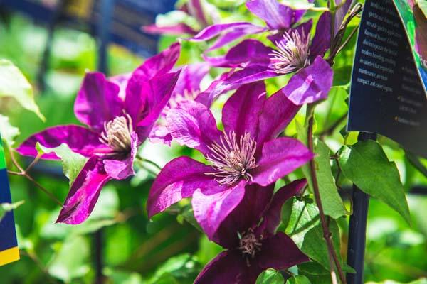 Clematis Picardy&trade; 2 Gallon